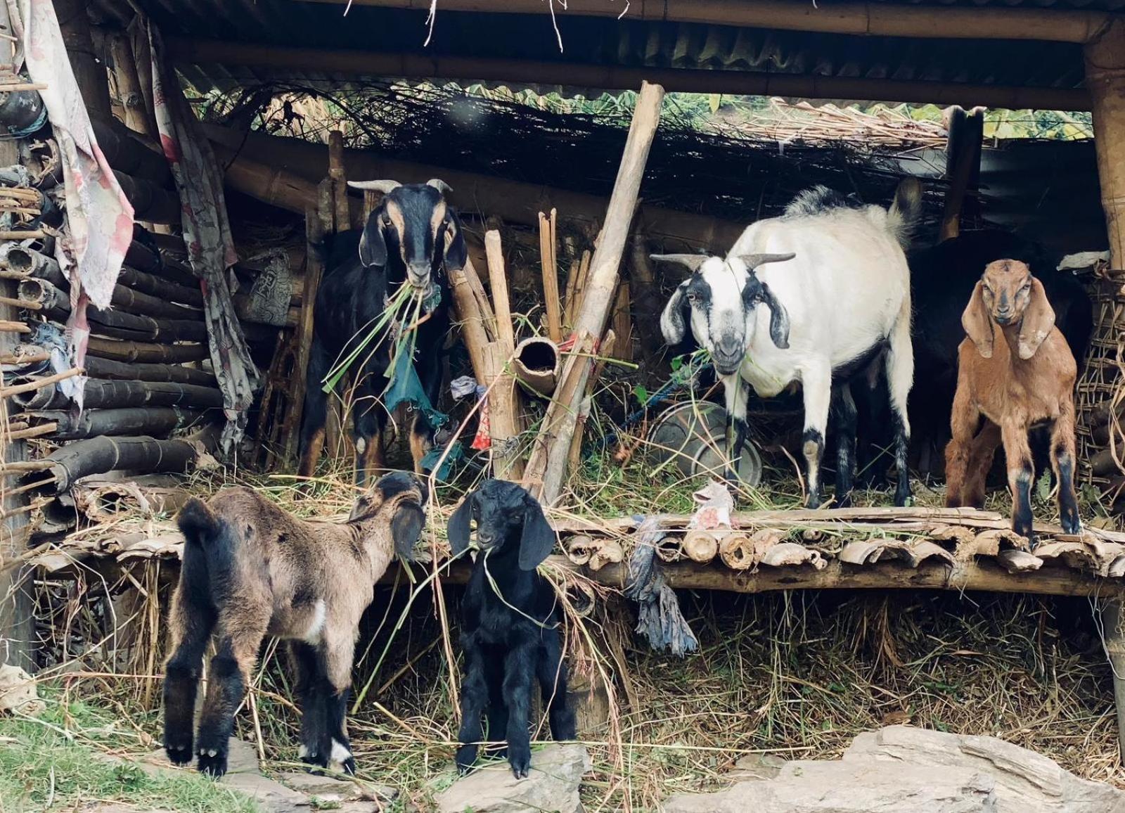 Hom'S Homestay & Farmstay Sarangkot Pokhara Bagian luar foto